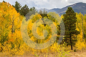 Rocky Mountain Park Aspens