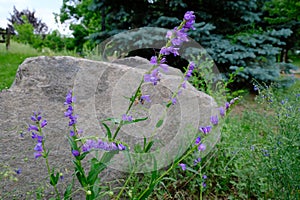 Rocky Mountain Penstemon in Golden Colorado