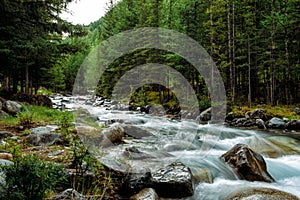 Rocoso montana un rio pino árboles. hermoso un rio en conífero Bosque Salvaje naturaleza de 