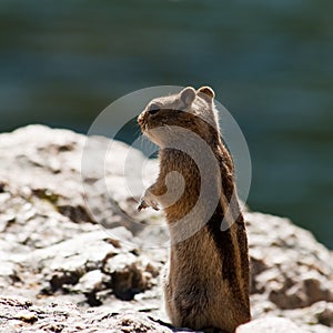 Rocky Mountain Rodent photo