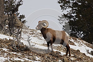 Rocky Mountain Sheep