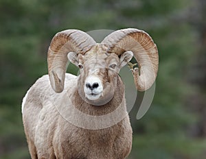 Rocky Mountain Sheep Ram