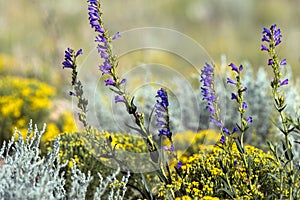 Rocky Mountain Wildflowers in summer in New Mexico