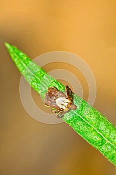 Rocky Mountain Wood Tick, Dermacentor andersoni