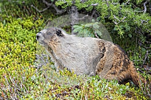 Rocky Mountains Canadian Marmot Portrait
