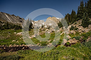 Rocky Mountains Loom Over Alpine Meadow near Lake Isabelle