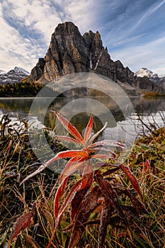 Rocky mountains with red plant in Celurean lake on Assiniboine provincial park