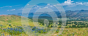 Rocky Mountains Summer Wildflowers