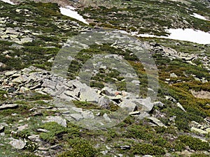 Rocky mountainside covered with fresh green grass, flowers and a little snow that has not melted, Alpine meadow