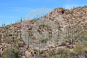 A rocky mountainside in the desert of Saguaro National Park filled with a large variety of cacti in Arizona