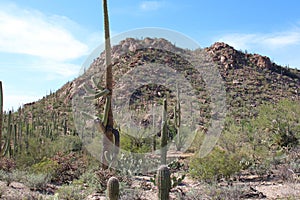 A rocky mountainside in the desert of Saguaro National Park filled with a large variety of cacti in Arizona, USA
