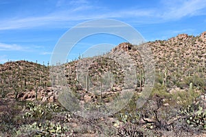 A rocky mountainside in the desert of Saguaro National Park filled with a large variety of cacti on the Bajada Wash Trail photo