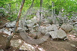 Rocky mountainside with many rocks and a green forest