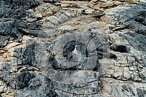 Rocky mountainside. Texture