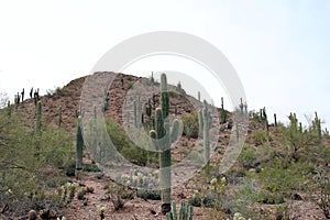 A rocky mountaintop covered with Saguaro cacti, Cholla Cacti and desert shrubs in Arizona