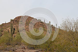 A rocky mountaintop covered with Saguaro cacti and desert shrubs in Arizona