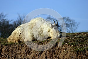 Rocky Mountin Goat (Oreamnos americanus)