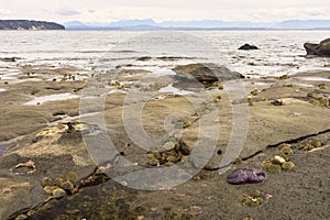 A rocky ocean beach with sea urchins between the rocks and a purple starfish with distant mountains.