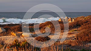 Rocky ocean coast, dramatic sea waves, Monterey beach, California, birds flying.