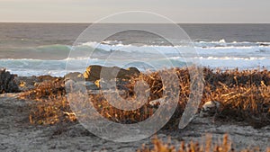 Rocky ocean coast, dramatic sea waves, Monterey beach, California, birds flying.