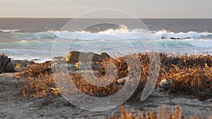 Rocky ocean coast, dramatic sea waves, Monterey beach, California, birds flying.