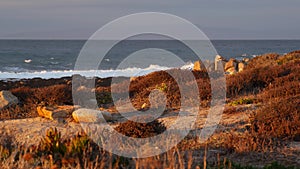 Rocky ocean coast, dramatic sea waves, Monterey beach, California, birds flying.