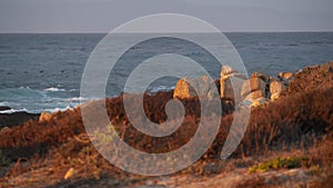 Rocky ocean coast, dramatic sea waves, Monterey beach, California, birds flying.