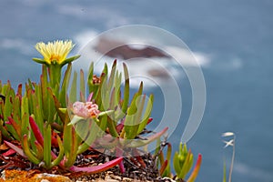 Rocky Ocean Flower Iceplant