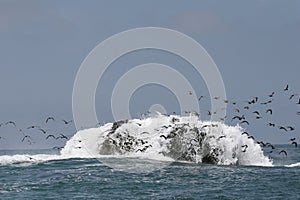 Rocky outcrop with marine birds flying