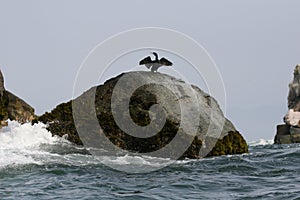 Rocky outcrop with neotropic cormorant drying its wings