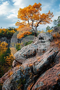 Rocky Outcropping with Lone Tree
