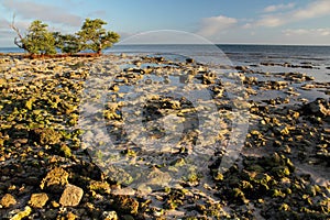 Rocky Outcroppings in the Florida Keys photo