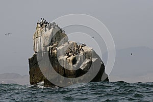 Rocky outcrops with Guanay cormorant birds in Peru