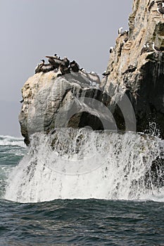 Rocky outcrops with Peruvian boobies and Pelicans birds in Peru
