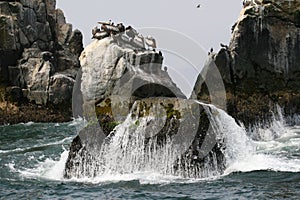 Rocky outcrops with Peruvian Pelicans in Peru