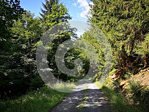 A rocky path in the forest, turning to the left, lined with tall trees