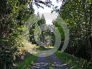 A rocky path in the forest, turning to the right, lined with tall trees