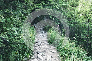 Rocky path in green forest. Appalachian Hiking Trail