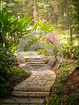 Rocky path leading through a green jungle in the Seychelles