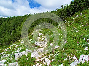 Rocky path leading past an alpine medow