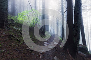 Rocky path through old foggy forest