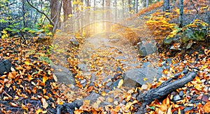 Rocky path to sun in autumn forest