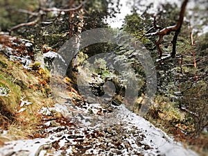 Rocky pathway along pine trees in Cercedilla, Sierra de Guadarrama, Spain during photo