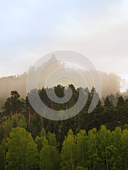 Rocky peak is sticking out from forest to dark grey cloud. Misty spring morning