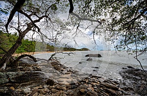 Rocky place under tree near the beach at Cairns Cape Tribulation Australia