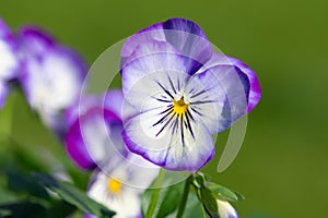 Rocky Purple Picotee viola flowers