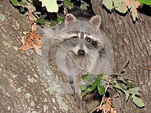 Rocky Raccoon