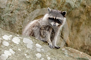 Rocky Raccoon