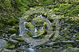 Rocky Rainforest Creek