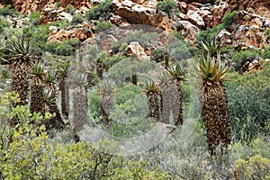 Rocky redish mountains and cactus in Swartberg pass,